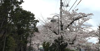 桜3